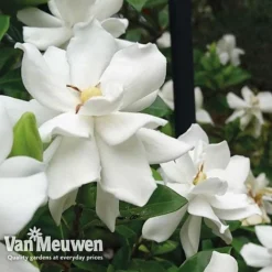 Gardenia 'Crown Jewels' -Urban Lucky Shop crownjewels21