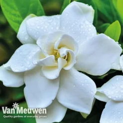 Gardenia 'Crown Jewels' -Urban Lucky Shop crownjewels4