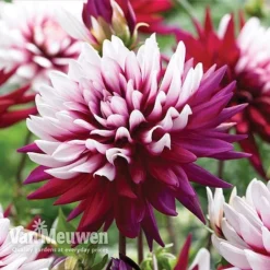 Urban Lucky Shop -Urban Lucky Shop dahl 70042v B