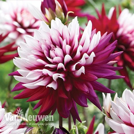 Dahlia 'Rebecca's World' 2 Dahlia 'Rebecca's World' - Image 2