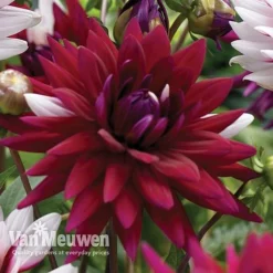 Dahlia 'Rebecca's World' 6 Dahlia 'Rebecca's World' -Urban Lucky Shop dahl 70042v C