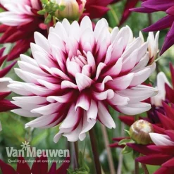Dahlia 'Rebecca's World' 7 Dahlia 'Rebecca's World' -Urban Lucky Shop dahl 70042v D