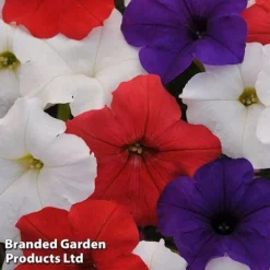 Petunia 'Easy Wave Union Jack Mix' -Urban Lucky Shop flag2