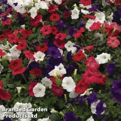 Petunia 'Easy Wave Union Jack Mix' -Urban Lucky Shop flag3