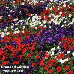 Petunia 'Easy Wave Union Jack Mix' -Urban Lucky Shop flag4