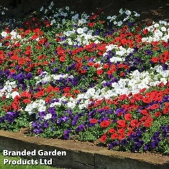 Petunia 'Easy Wave Union Jack Mix'