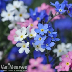 Forget-Me-Not 'Sylva Mixed' (Garden Ready) -Urban Lucky Shop forget 2