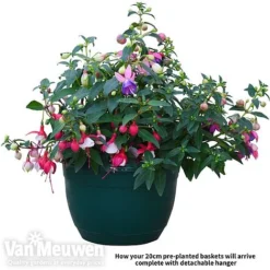 Fuchsia Trailing Pre-Planted Basket 7 Fuchsia Trailing Pre-Planted Basket -Urban Lucky Shop fuch vm