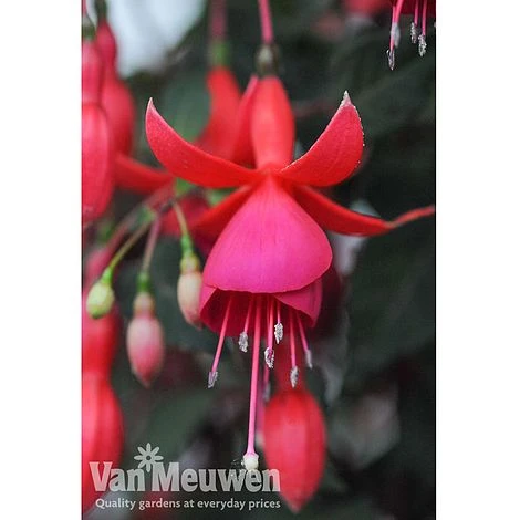 Fuchsia 'Fusion' 3 Fuchsia 'Fusion' - Image 3