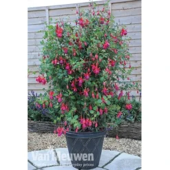 Fuchsia 'Fusion' 7 Fuchsia 'Fusion' -Urban Lucky Shop fuch3