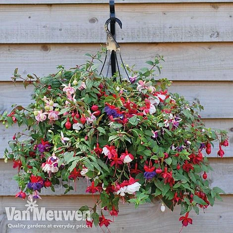 Fuchsia Trailing Pre-Planted Basket 2 Fuchsia Trailing Pre-Planted Basket - Image 2