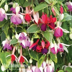 Fuchsia Trailing Pre-Planted Basket 6 Fuchsia Trailing Pre-Planted Basket -Urban Lucky Shop fuchtrail