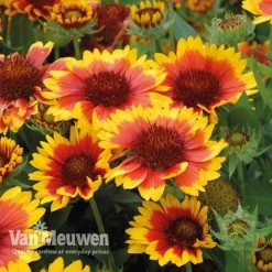 Gaillardia 'Arizona Sun' -Urban Lucky Shop gail v17402 C