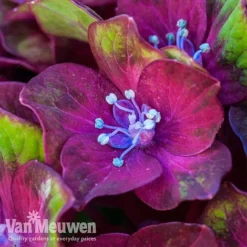 Hydrangea Macrophylla GLAM ROCK 'Horwack' -Urban Lucky Shop glam1