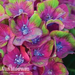 Hydrangea Macrophylla GLAM ROCK 'Horwack' -Urban Lucky Shop glam2