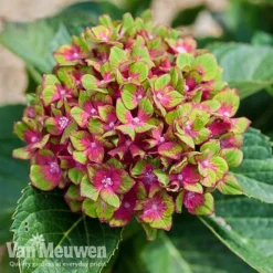Hydrangea Macrophylla GLAM ROCK 'Horwack' -Urban Lucky Shop glam3