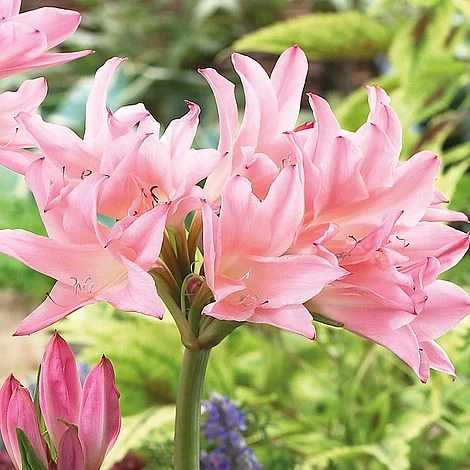 Amarcrinum Memoria-corsii 'Howardii' 2 Amarcrinum Memoria-corsii 'Howardii' - Image 2