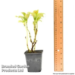 Hydrangea Macrophylla GLAM ROCK 'Horwack' -Urban Lucky Shop hydr