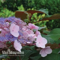 Hydrangea Aspera 'Hot Chocolate' 6 Hydrangea Aspera 'Hot Chocolate' -Urban Lucky Shop hyrdrangea hot chocolate2