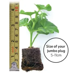 Chrysanthemum 'Incurved Mixed' -Urban Lucky Shop jumboplugsize35