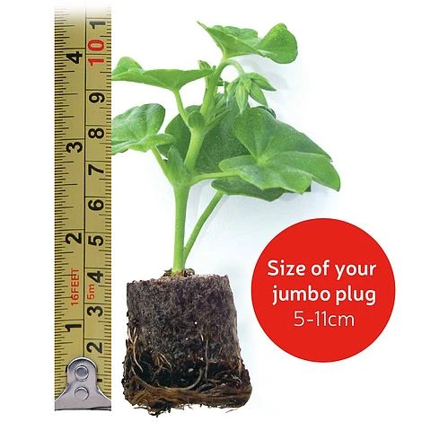 Giant Geranium Bumper Collection 7 Giant Geranium Bumper Collection - Image 7