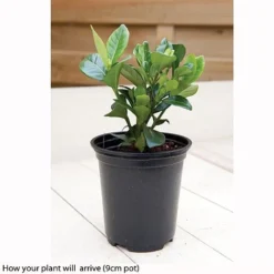 Gardenia Jasminoides 'Kleim's Hardy' -Urban Lucky Shop kleims example