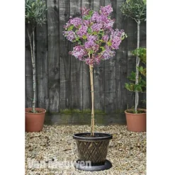 Lilac 'Palibin' -Urban Lucky Shop lilac b