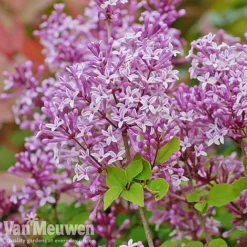 Lilac 'Palibin' -Urban Lucky Shop lilac c