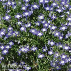 Lobelia 'Waterfall Ice Blue' -Urban Lucky Shop lob waterfall 2