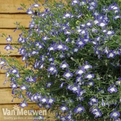 Lobelia 'Waterfall Ice Blue' -Urban Lucky Shop lob waterfall 4