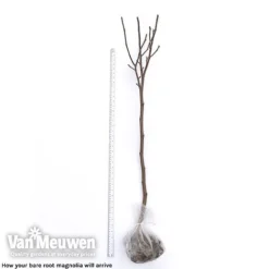 Magnolia 'Red Lucky' 10 Magnolia 'Red Lucky' -Urban Lucky Shop magnolia arrival