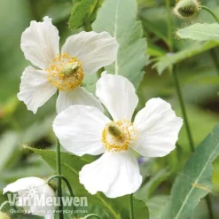 Meconopsis 'Union Jack' Collection -Urban Lucky Shop meco