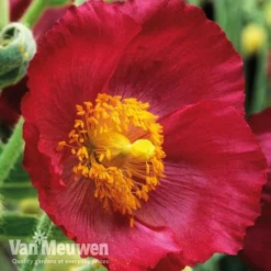 Meconopsis 'Union Jack' Collection -Urban Lucky Shop meco3