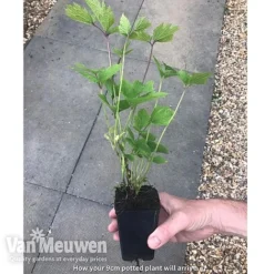 Clematis 'New Love' 11 Clematis 'New Love' -Urban Lucky Shop new love