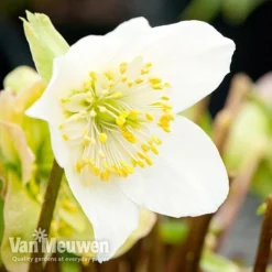 Hellebore 'Christmas Rose' 8 Hellebore 'Christmas Rose' -Urban Lucky Shop niger