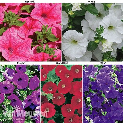 Petunia Surfinia® Collection 8 Petunia Surfinia® Collection - Image 8