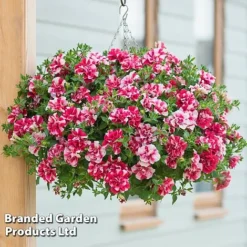 Petunia 'Cherry Ripple' (Tumbelina Series)