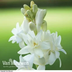 Polianthes Tuberosa 'The Pearl' -Urban Lucky Shop polianth tub1
