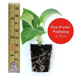 Petunia Surfinia® Collection 18 Petunia Surfinia® Collection -Urban Lucky Shop postiplugsize