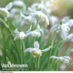 Snowdrops In The Green (Double Flowered) 6 Snowdrops In The Green (Double Flowered) -Urban Lucky Shop snow v18342 d