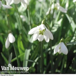 Snowdrops In The Green (Double Flowered) 7 Snowdrops In The Green (Double Flowered) -Urban Lucky Shop snow v18342 e