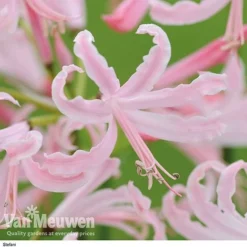 Nerine Bowdenii Collection -Urban Lucky Shop stefani