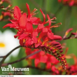 Summer Colour Bulb Collection -Urban Lucky Shop summer bulb V46129 e