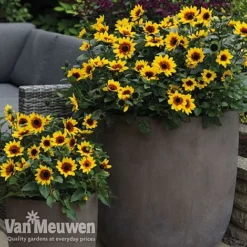 Sunflower SunBelievable™ 'Brown Eyed Girl' 7 Sunflower SunBelievable™ 'Brown Eyed Girl' -Urban Lucky Shop sunb