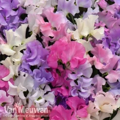 Sweet Pea 'Sweet Dreams Mixed' -Urban Lucky Shop sweet21