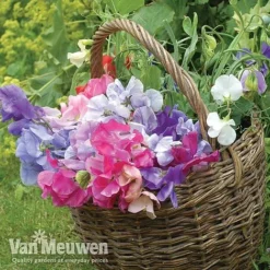 Sweet Pea 'Sweet Dreams Mixed' -Urban Lucky Shop sweet41