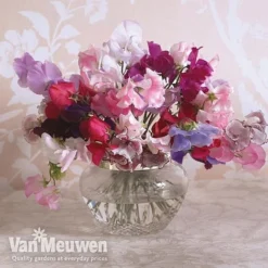 Sweet Pea 'Sweet Dreams Mixed' -Urban Lucky Shop sweet5