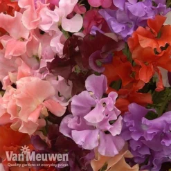 Sweet Pea 'Sweet Dreams Mixed' -Urban Lucky Shop sweet51