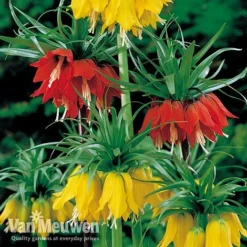 Fritillaria Imperialis 'Collection' -Urban Lucky Shop vfrit duo