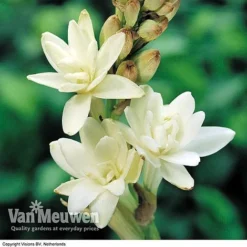 Urban Lucky Shop -Urban Lucky Shop visions